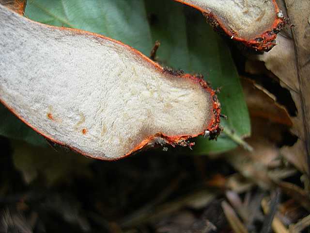 Cortinarius (Telamonia) bulliardii (Pers.) Fr.